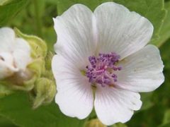 Marshmallow Root Tea Benefits