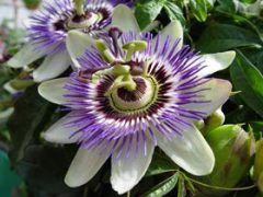 Passion Flower Tea Benefits