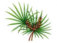 Saw Palmetto Tea Benefits