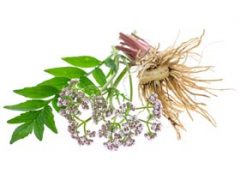 Valerian Root Tea Benefits